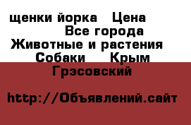 щенки йорка › Цена ­ 15 000 - Все города Животные и растения » Собаки   . Крым,Грэсовский